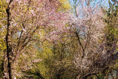 Doğal bahar görünümü güzel kiraz ağaçları çiçek.