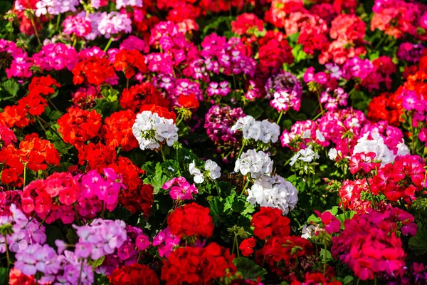 Colourful flowers in Lower Barrakka Gardens, Valetta, Malta