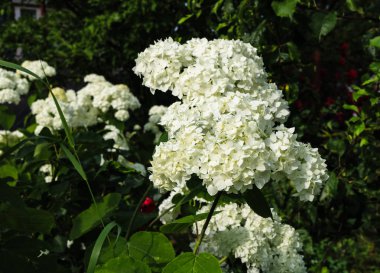 Bir bahçede güzel beyaz ortanca çiçekler yakın .