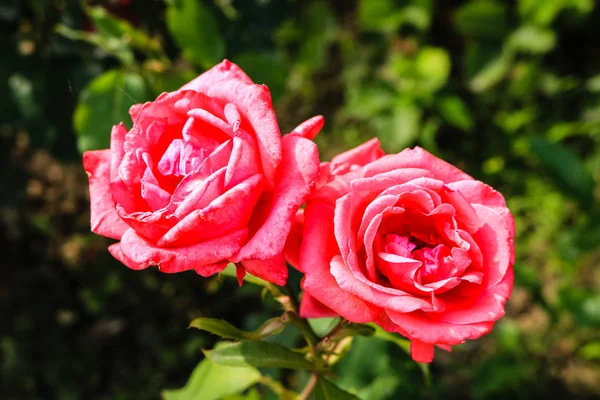 Gros plan de rose rose vif et fond de vert le — Photo