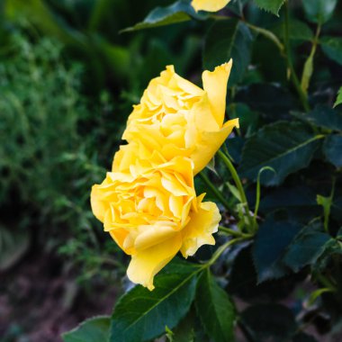 Parlak çiçek açan sarı gül ve yeşil arka plan yakın 