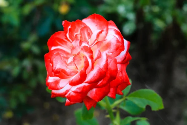 Крупним планом яскраво квітуча червона і біла троянда і фон — стокове фото