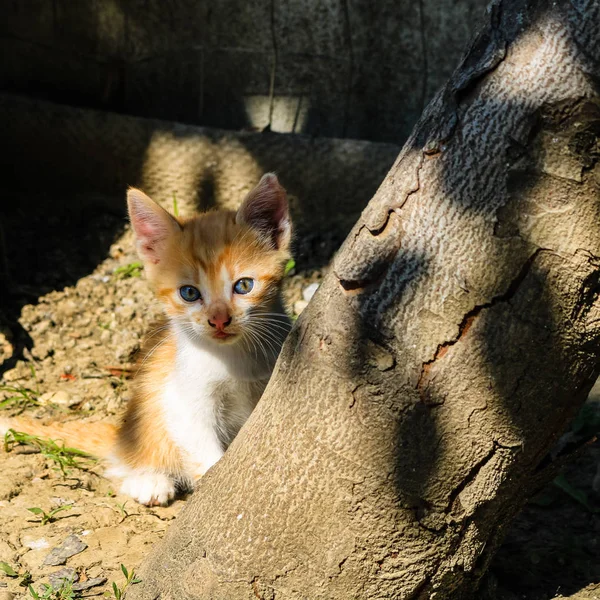 Крупный план маленького кота, играющего возле дерева в саду — стоковое фото