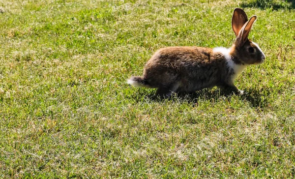 Photo rapprochée d'un lapin courant dans la cour . — Photo