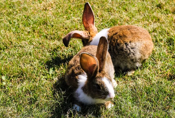 Foto de cerca de dos conejos blancos y marrones en la hierba — Foto de Stock
