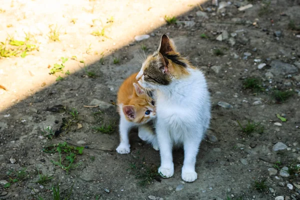 猫は、その小さな子猫を授乳. — ストック写真