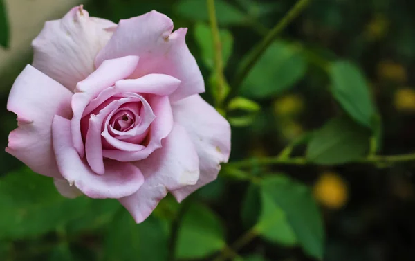 Κλείστε τη φωτογραφία από ένα όμορφο μωβ τριαντάφυλλο στον κήπο και πίσω — Φωτογραφία Αρχείου