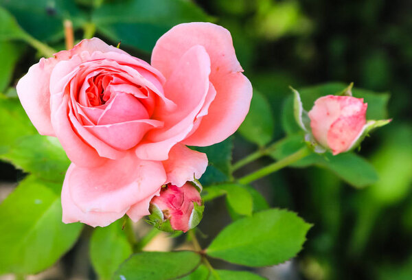 Изображение розовой розы с ее бутонами и на фоне зеленого листа

