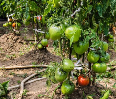 Bahçedeki bir dalda olgunlaşmamış domatesler..