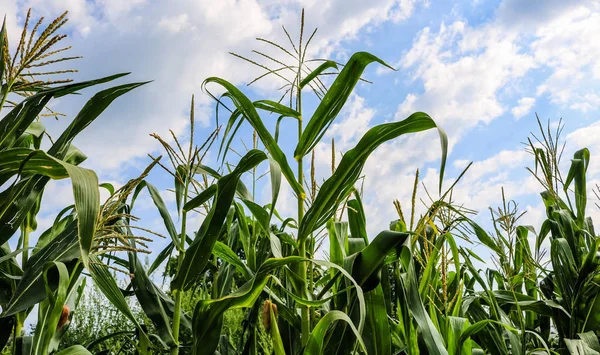 Bahçede olgunlaşmamış yeşil Mısır. Mısır sapları, çiçekler ve yaprakları