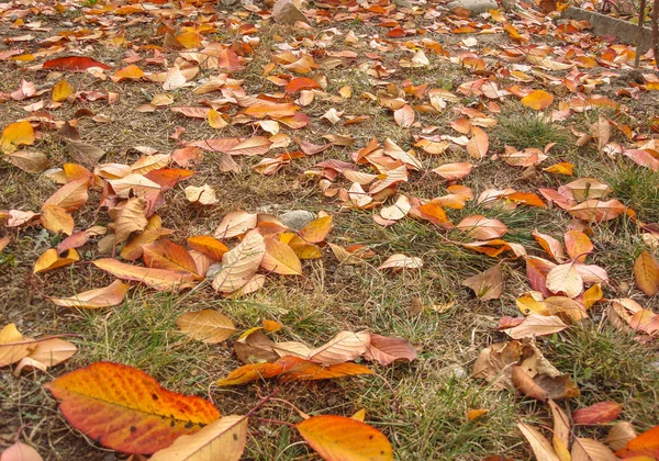 Colorful autumn leaves.  Dry leaves on dry grass.