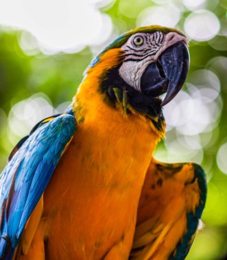 Mavi ve sarı macaw, Cartagena, Co doğal bir parkta papağan