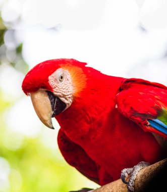 Scarlet macaw, Cartagena doğal bir parkta papağan, Kolombiya