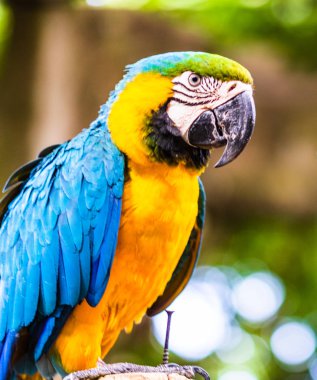 Mavi ve sarı macaw, Cartagena, Co doğal bir parkta papağan