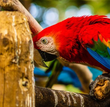 Scarlet macaw, Cartagena doğal bir parkta papağan, Kolombiya