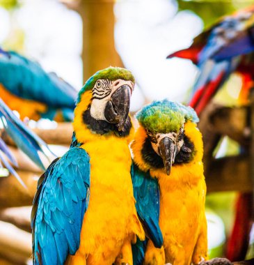 Mavi ve sarı macaw, Cartagena, Co doğal bir parkta papağan