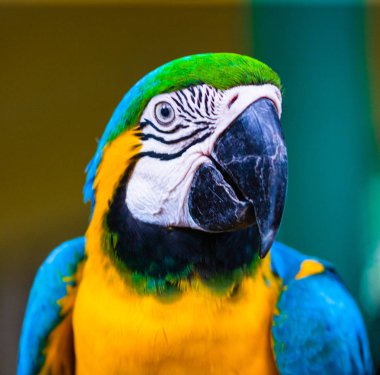 Mavi ve sarı macaw, Cartagena, Co doğal bir parkta papağan