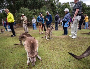 Port Arthur, Avustralya, 2019. Turistler petting ve k besleme