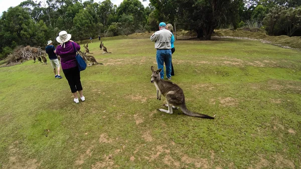 Port Arthur, Austrália, 2019. Turistas acariciando e alimentando o k — Fotografia de Stock