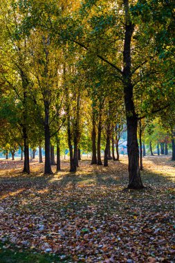 Bükreş'te bir parkta altın yaprakları ile Sonbahar sahnesi