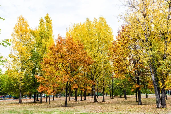 Escena de otoño con hojas doradas en un parque de Bucarest —  Fotos de Stock