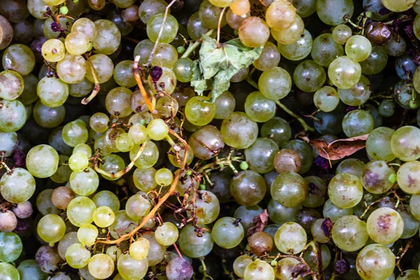 Uvas verdes y rojas en el mercado en un festival gastronómico —  Fotos de Stock