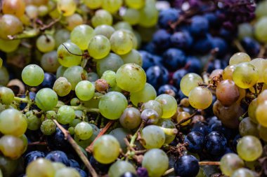 Bir gıda festivalinde piyasada yeşil ve kırmızı üzüm