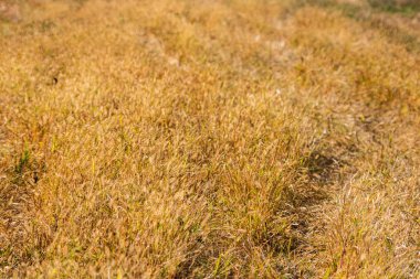 Gün batımı ışıklı altın çim alanı. Kuru gras fotoğrafını kapatın