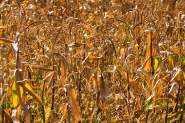 Kuru mısır tarlaları, kuru mısır sapları, sezon sonu.. 
