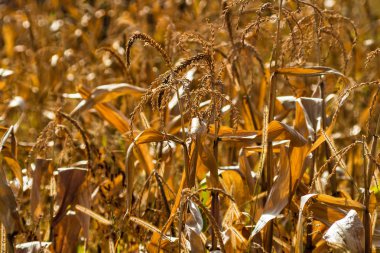 Kuru mısır tarlaları, kuru mısır sapları, sezon sonu.. 