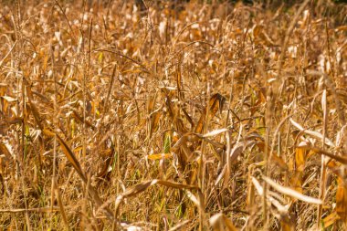 Kuru mısır tarlaları, kuru mısır sapları, sezon sonu.. 