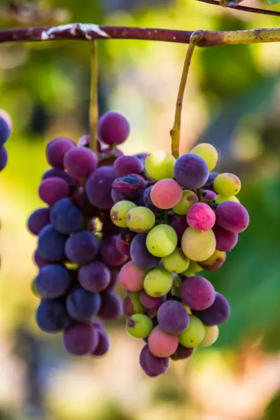Plantas de uva de vid al aire libre. Uvas maduras en el viñedo re — Foto de Stock