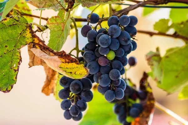 Rośliny owocowe winorośli na zewnątrz. Dojrzałe winogrona w winnicy re — Zdjęcie stockowe