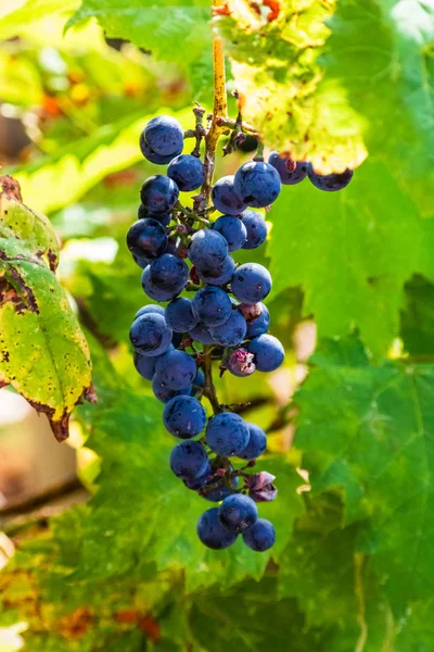 Plantas de uva de vid al aire libre. Uvas maduras en el viñedo re — Foto de Stock