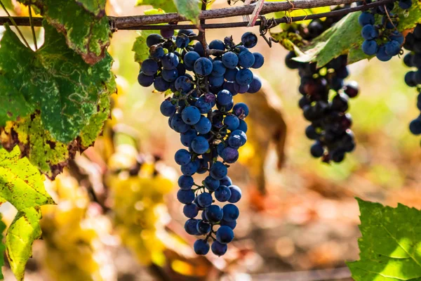 Plantas de uva de vid al aire libre. Uvas maduras en el viñedo re — Foto de Stock