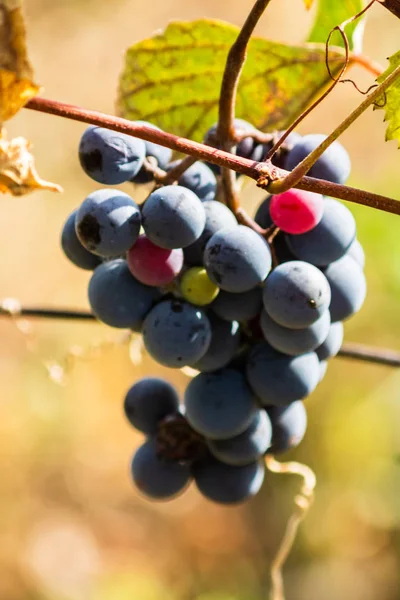 Plantas de uva de vid al aire libre. Uvas maduras en el viñedo re — Foto de Stock