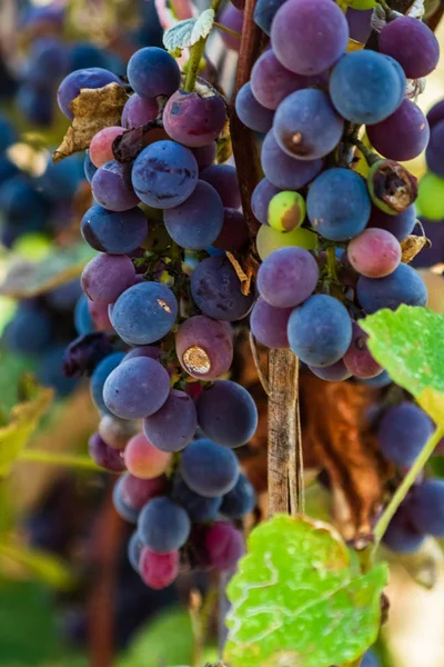 Plantas de uva de vid al aire libre. Uvas maduras en el viñedo re —  Fotos de Stock