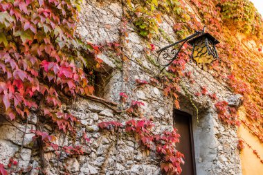 Fall red leaves climbing a building façade in Eze, France.