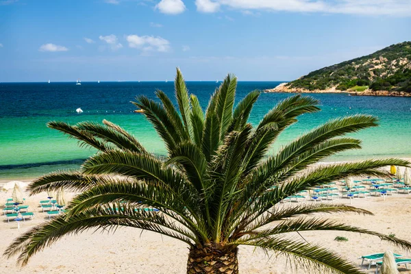 Пляжна Втеча Дивовижний Вид Пляж Сардинії Італія Ніхто Пляжі Пальма — стокове фото