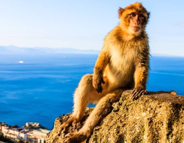 Macaque monkey on the top of the Rock of Gibraltar, UK.