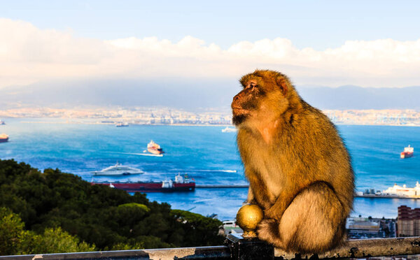 Макаки на вершине Гибралтарской скалы, Великобритания
.