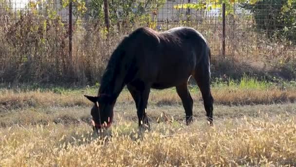 Cheval brun foncé mangeant du foin dans une journée ensoleillée d'automne 