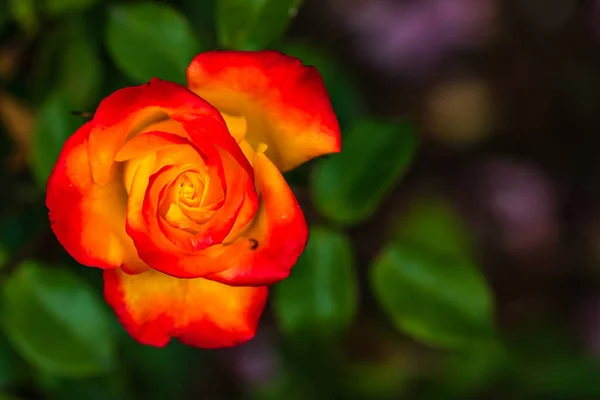 密切关注并有选择地关注室外橙色玫瑰 — 图库照片