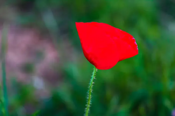 Close Flores Vermelhas Papoula Selvagem Luz Solar Com Foco Seletivo — Fotografia de Stock