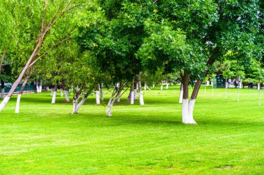 Parkta yeni biçilmiş çimenler, beyaza boyanmış ağaç gövdeleri. Bükreş, Romanya, 2020