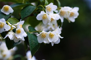 Bahçede izole edilmiş yasemin çiçeklerine yakın.