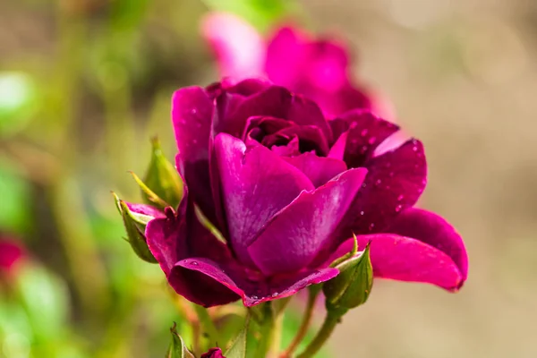 Primer Plano Rosa Rosada Con Fondo Hojas Verdes Jardín —  Fotos de Stock