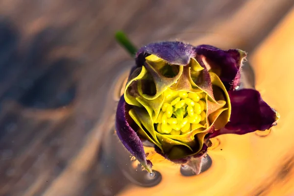 Macro Shot Aquilegia Vulgaris Квітка Колумбіна Ізольована Воді — стокове фото