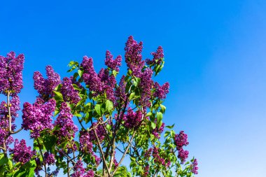 Bulanık arkaplanda mor leylak çiçeklerini kapat.