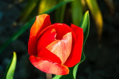 Kırmızı lale çiçeğinin yakın plan görüntüsü bulanık. Makro lale iğnesi..